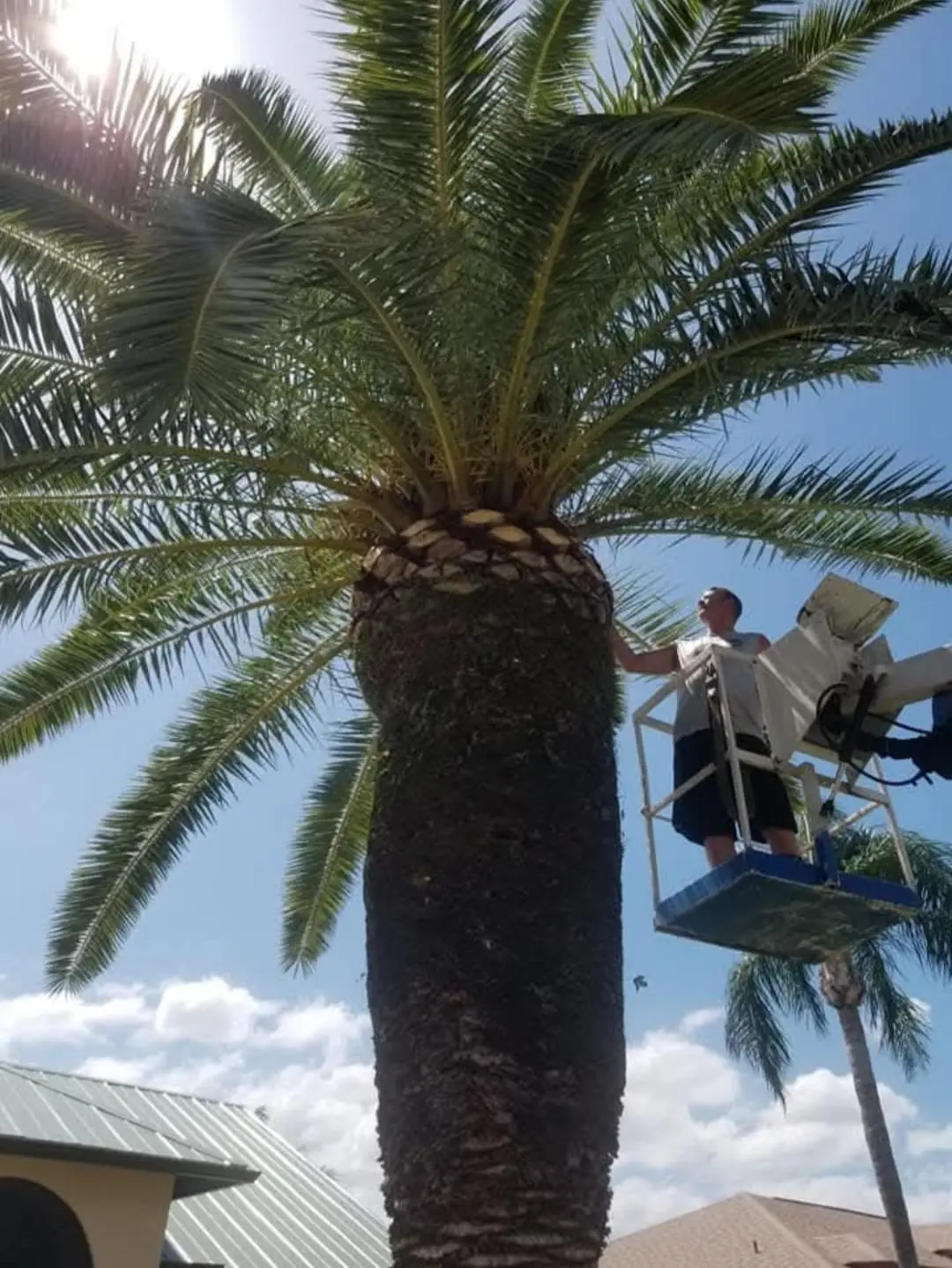 Tree Trimming